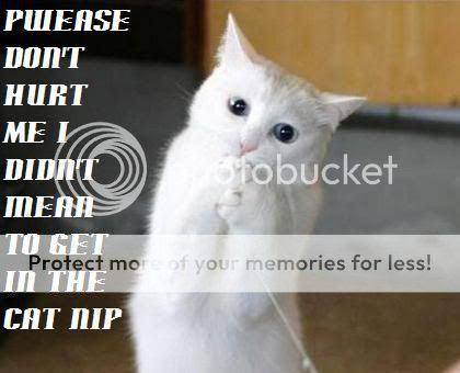 funny pictures of cats. cats funny. funny pictures of cats.