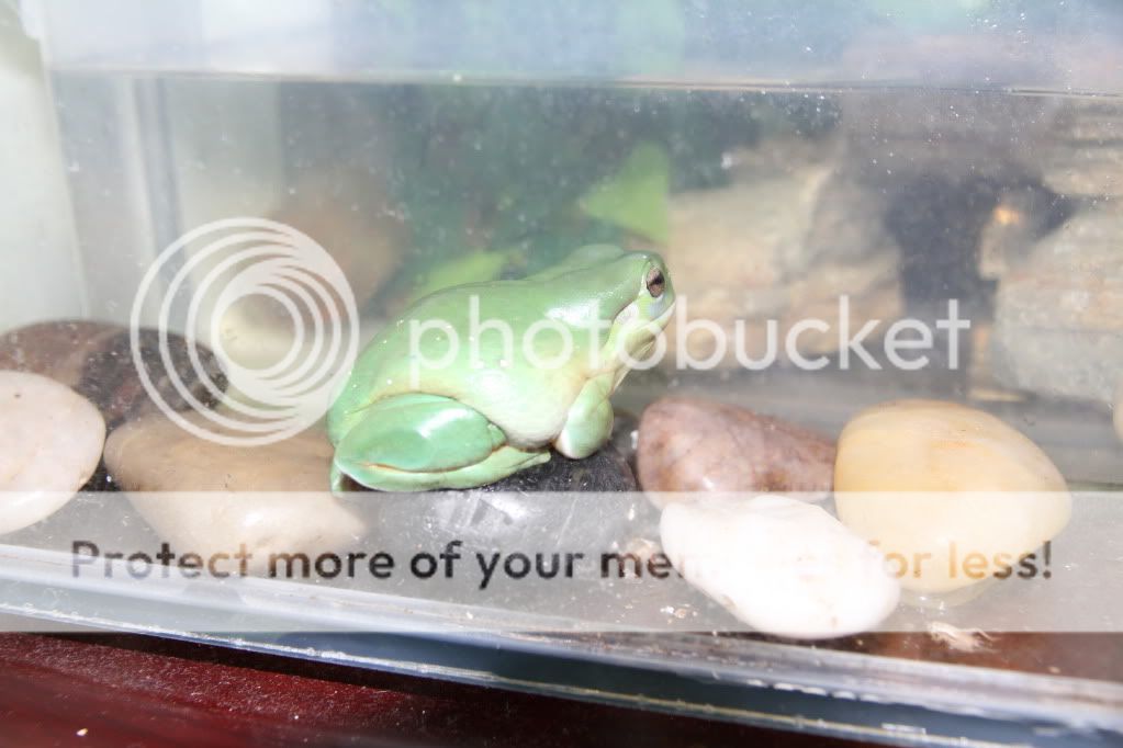 IMAGE: http://i373.photobucket.com/albums/oo174/behemothslave/Canon7Dfirstpics004.jpg