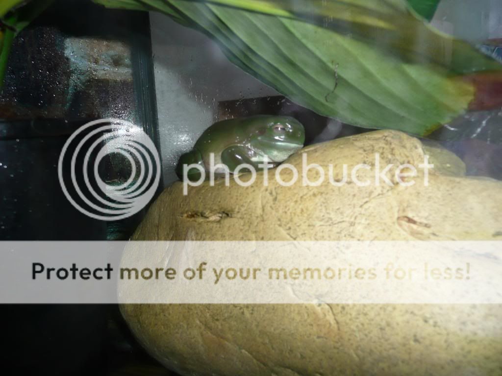 IMAGE: http://i373.photobucket.com/albums/oo174/behemothslave/ddddddddddd136.jpg