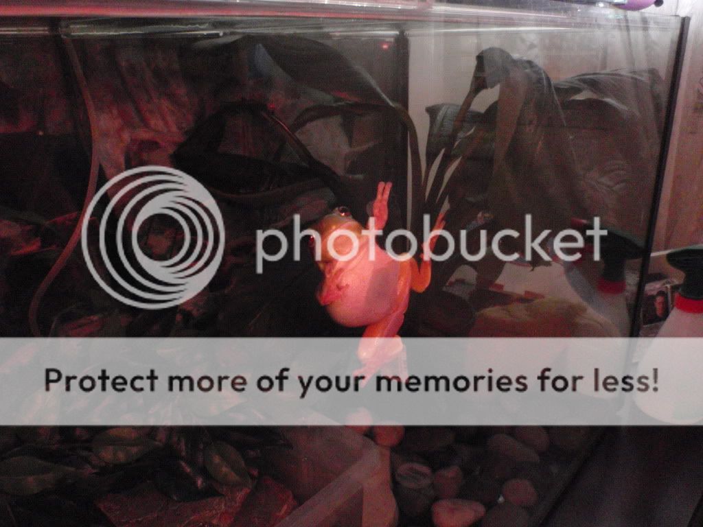 IMAGE: http://i373.photobucket.com/albums/oo174/behemothslave/mlst2andswarmpics069.jpg