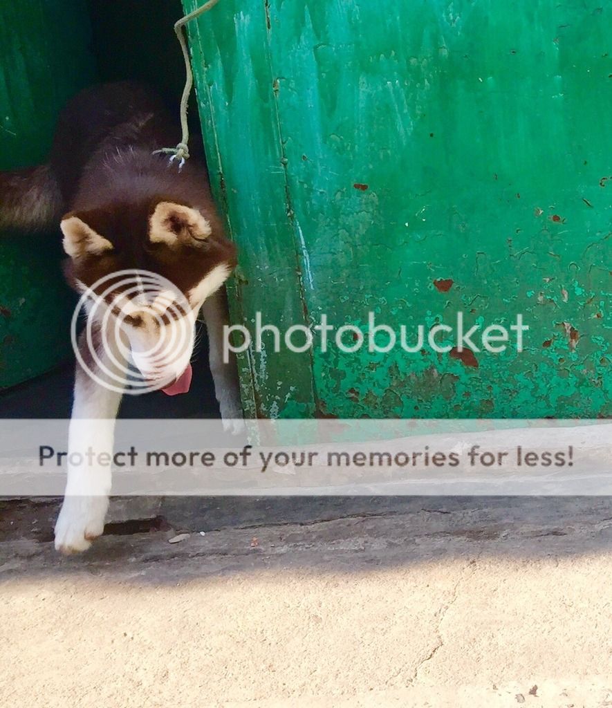 Husky nâu đỏ chuẩn ! - 3