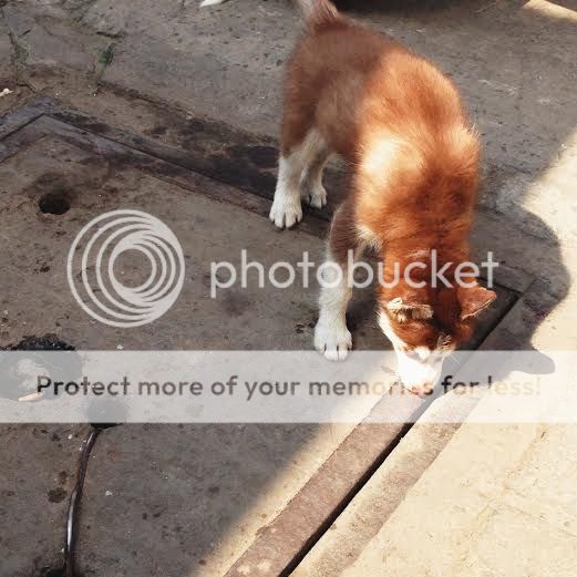 Puppy siberian HUSKY to khỏe bự con nâu đỏ mắt 2 màu ! giá hợp lý. - 1