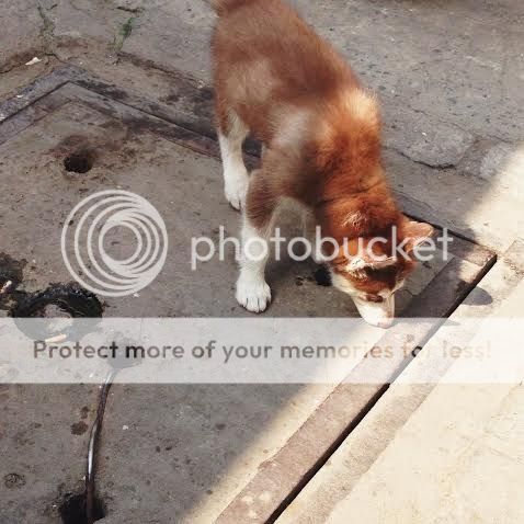 Puppy siberian HUSKY to khỏe bự con nâu đỏ mắt 2 màu ! giá hợp lý. - 3