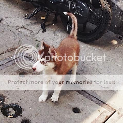 Puppy siberian HUSKY to khỏe bự con nâu đỏ mắt 2 màu ! giá hợp lý. - 4