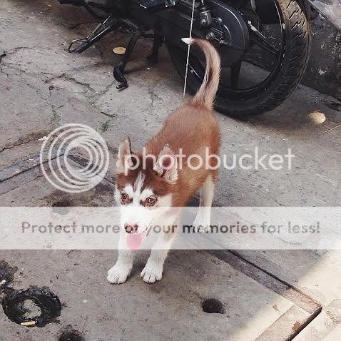 Puppy siberian HUSKY to khỏe bự con nâu đỏ mắt 2 màu ! giá hợp lý.