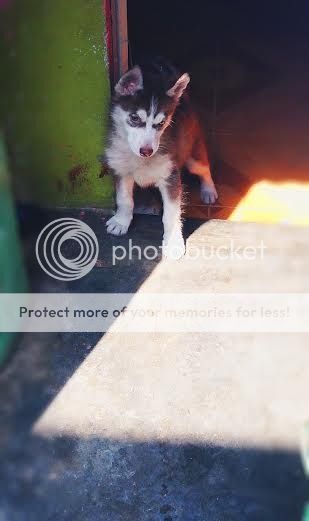 Puppy siberian HUSKY to khỏe bự con nâu đỏ mắt 2 màu ! giá hợp lý. - 2