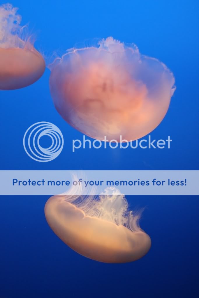 IMAGE: http://i373.photobucket.com/albums/oo178/asfdg12345/IMG_2486-1.jpg