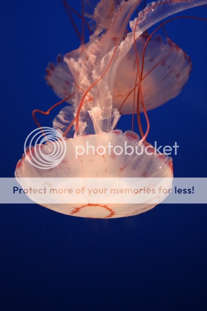 IMAGE: http://i373.photobucket.com/albums/oo178/asfdg12345/IMG_2487-1.jpg