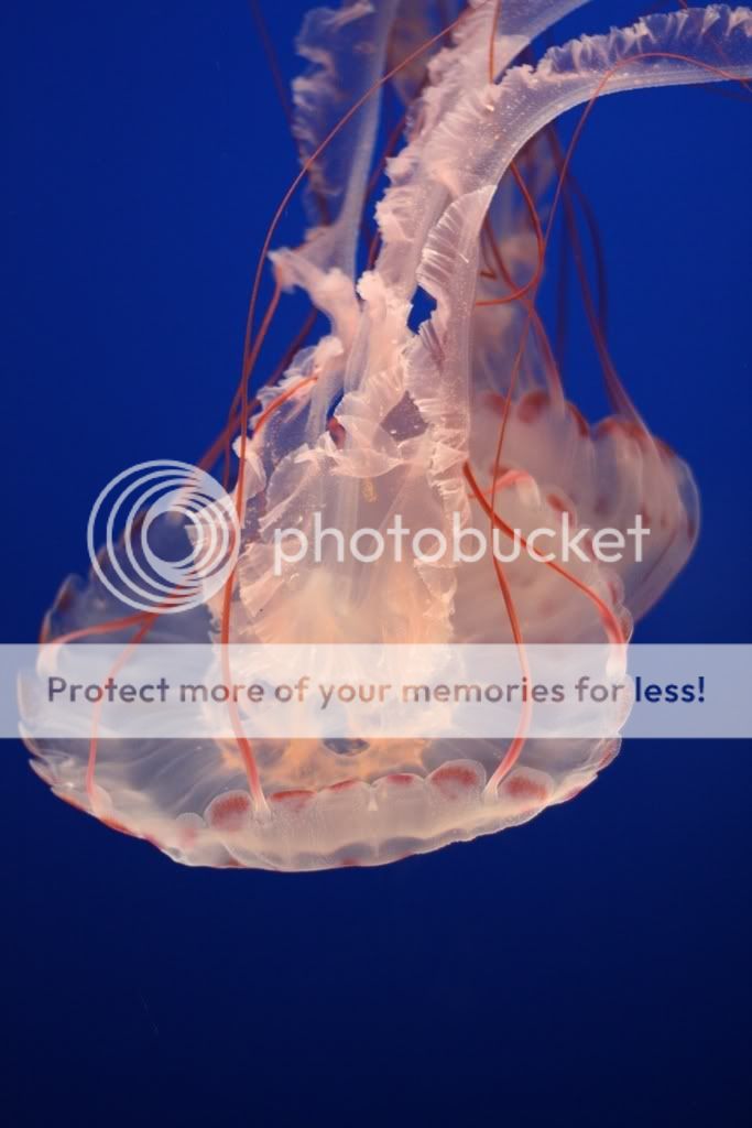 IMAGE: http://i373.photobucket.com/albums/oo178/asfdg12345/IMG_2488-1.jpg