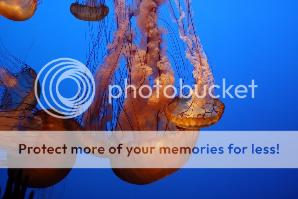 IMAGE: http://i373.photobucket.com/albums/oo178/asfdg12345/IMG_2490-1.jpg