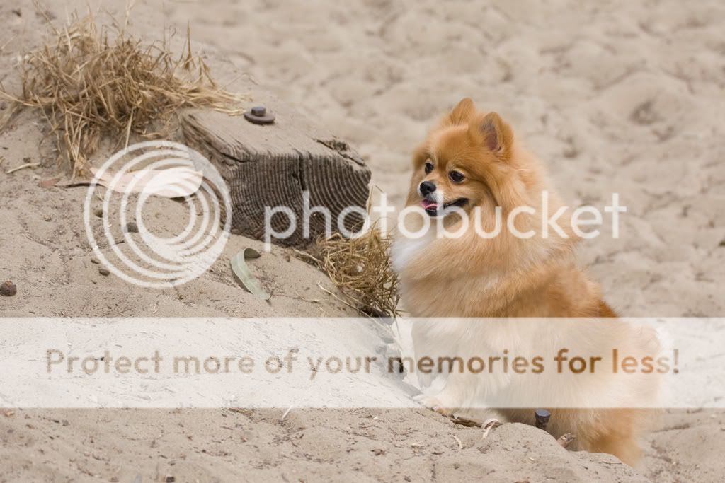 IMAGE: http://i373.photobucket.com/albums/oo178/asfdg12345/Potn/IMG_2996.jpg