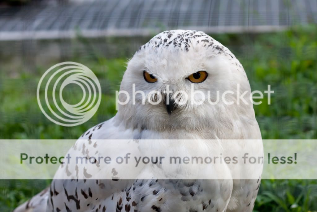 IMAGE: http://i373.photobucket.com/albums/oo178/asfdg12345/Potn/IMG_6508.jpg