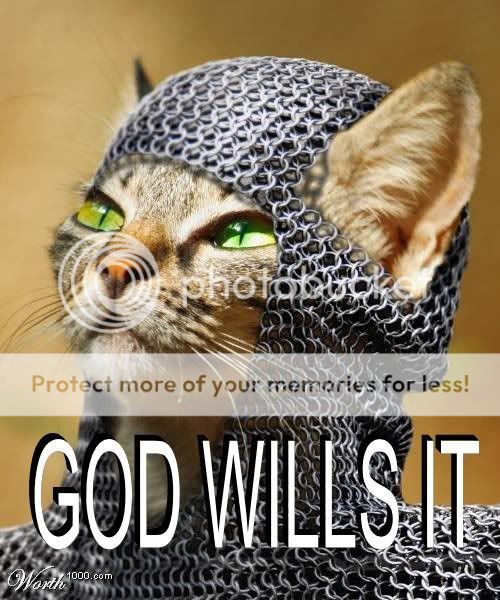 Funny cat photo: funny cat 1234504136214.jpg