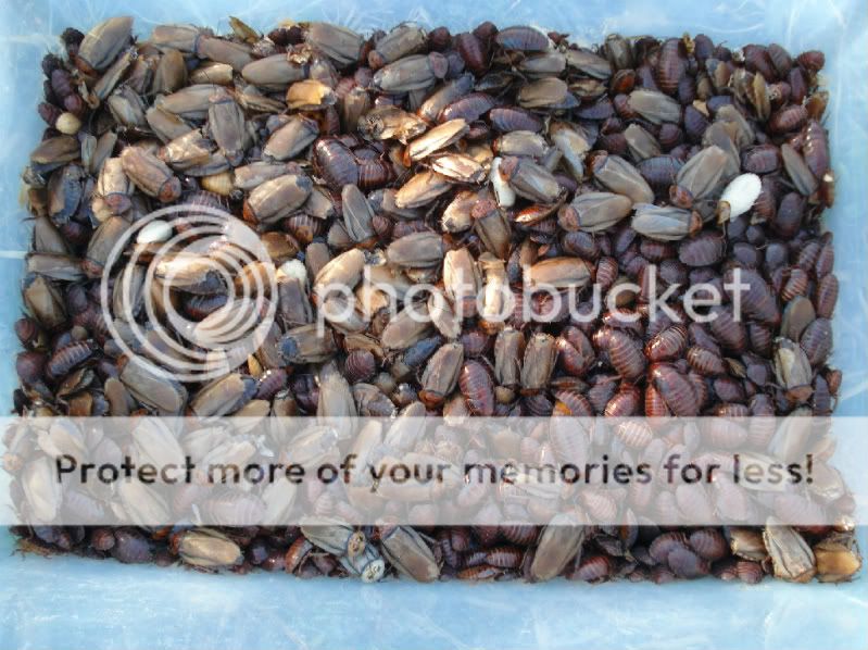 For Sale Orange Head Roach Colony FaunaClassifieds