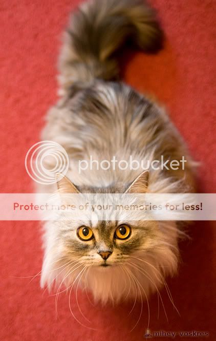 cat