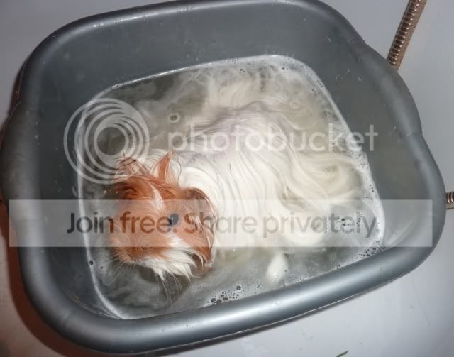 bath10flopstbubbly.jpg