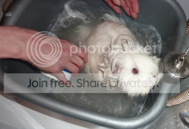 bath10lolaplug.jpg