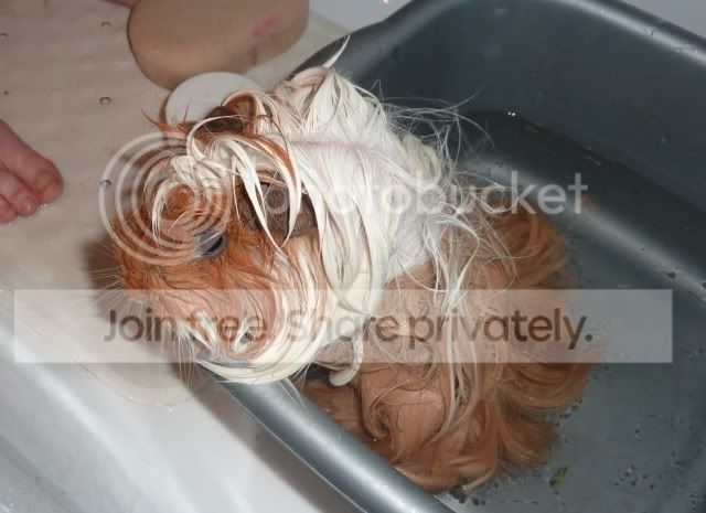 bath10nibblestangles.jpg