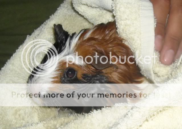 bessieafterbath.jpg