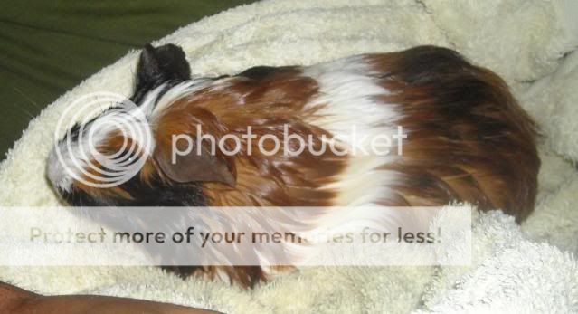 bessieafterbathfull.jpg