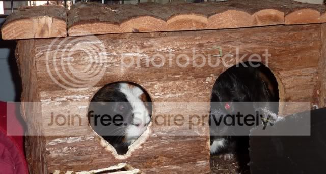 bessiepeeping.jpg