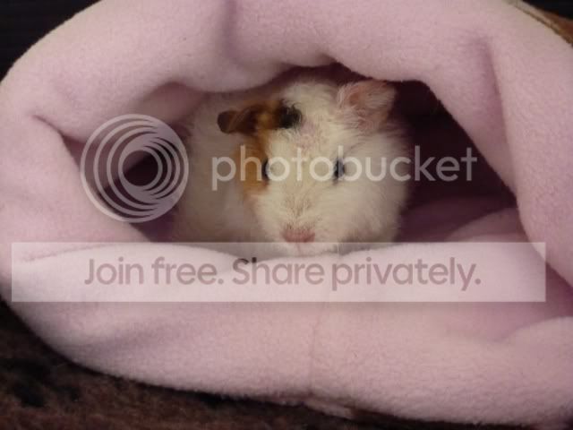 dinkcosy150510.jpg