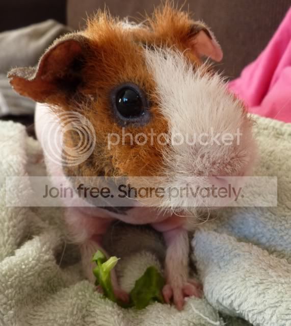 dollyafterbath.jpg