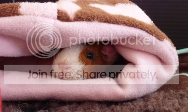 dollycosy150510.jpg