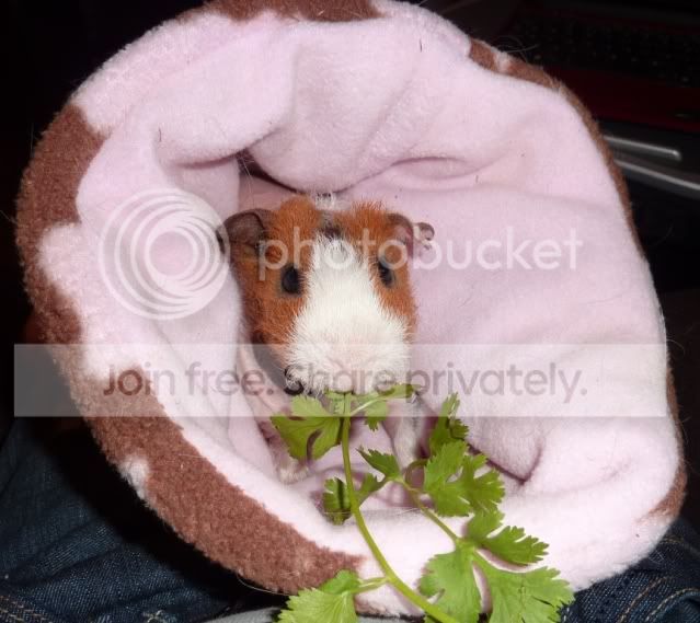 dollycosycoriander.jpg