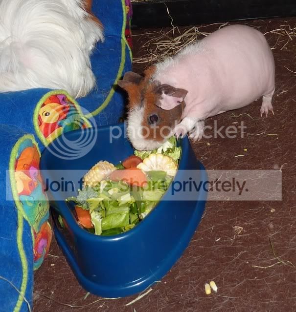 dollydinner.jpg