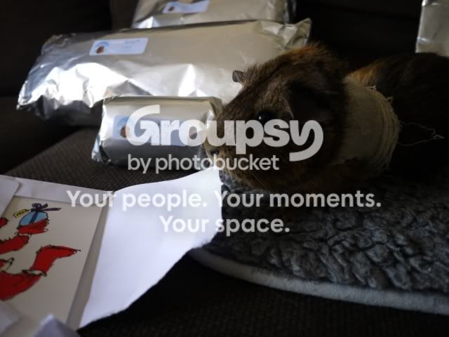 kittyopeningcard.jpg