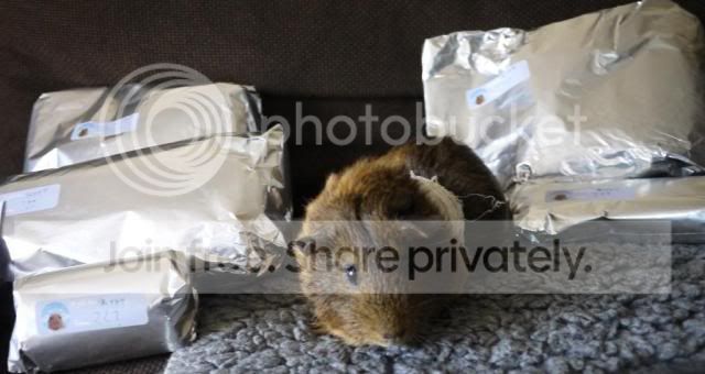 withpresents.jpg