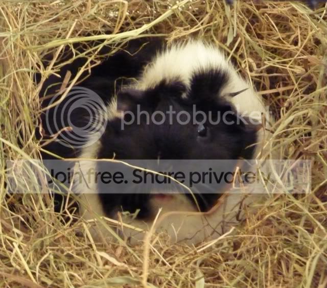 gypsyhay150510.jpg