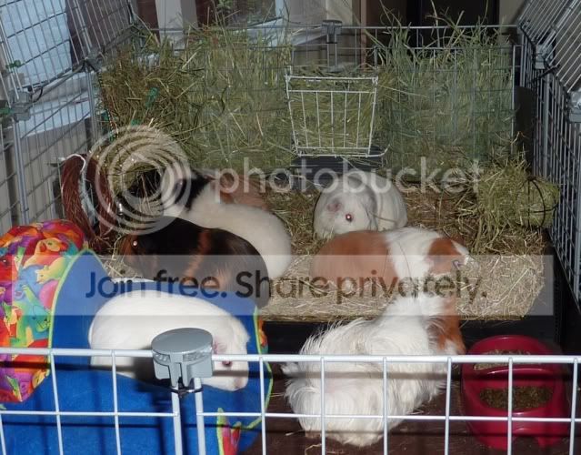 hayfeastwithguineas.jpg