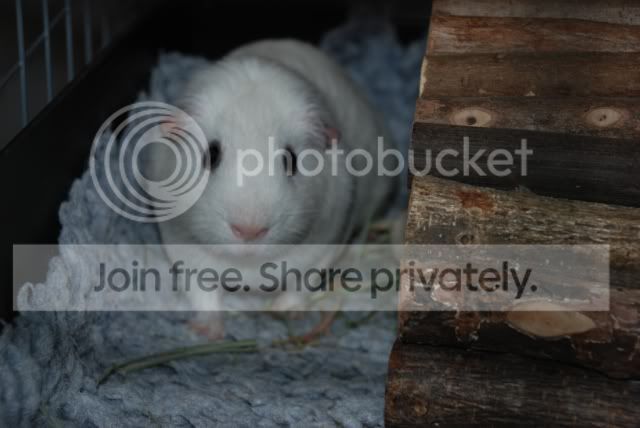 orsoncagejan09.jpg