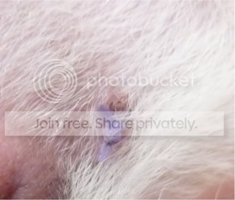 orsonstitches.jpg