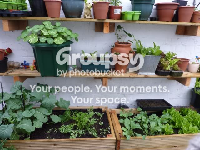 plants.jpg