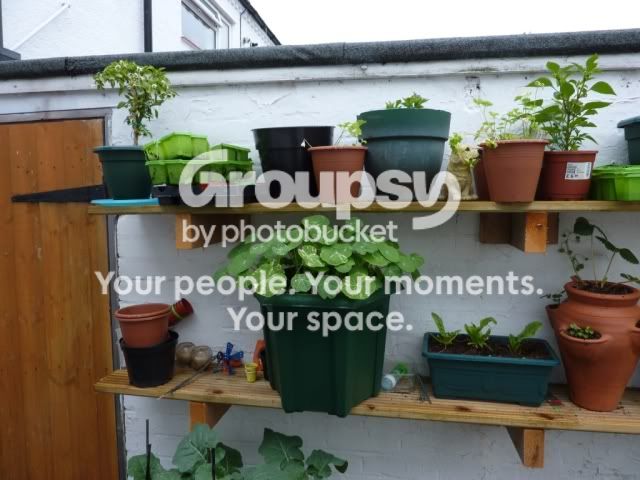 plants2.jpg