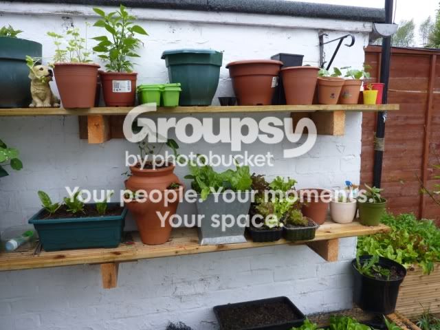 plants3.jpg