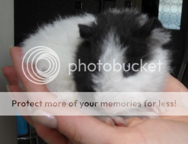 sizzlesonmyhand.jpg