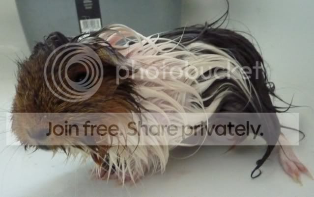 tallulahbath160810.jpg