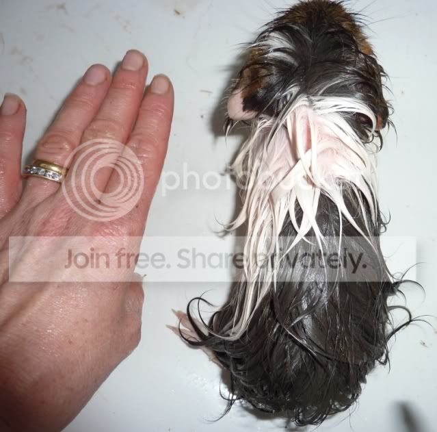 tallulahsizebath160810.jpg