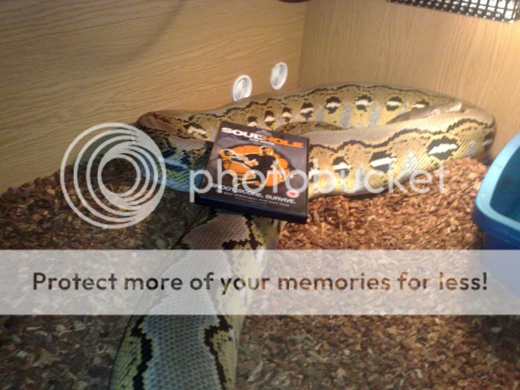 Tiger Platinum Retic Female 12.5ft (Dublin) | Reptile Forums